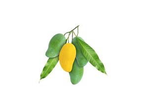 One yellow ripe mango is in the middle of a cluster of raw mangoes and green leaves on white background. photo