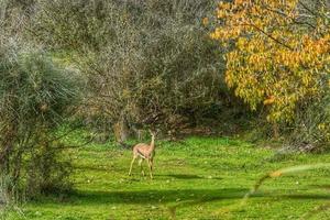 The gerenuk between the plants in the savannah photo