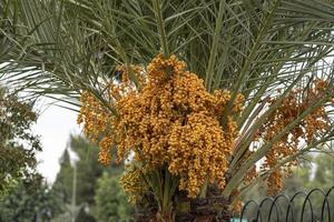 Ripen yellow and brown rutab dates, yellow dates on a palm tree photo