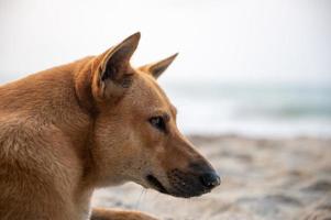 Perro soñoliento en la playa de arena durante las vacaciones de verano, libertad en la naturaleza, feliz de dormir en una playa tropical, cachorro lindo en vacaciones foto