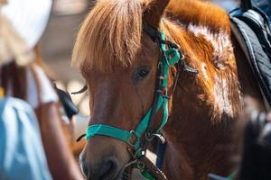 Cerca de retrato de cabeza de caballo marrón, animal mamífero con estable que vive en una granja, pelo de naturaleza ecuestre y cara de yegua, equino y melena foto