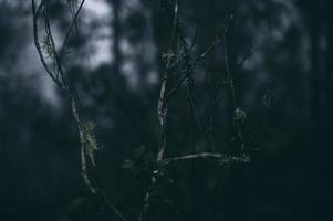 Close up of tree branches with a dark light sky photo