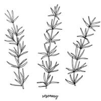 Vector set with rosemary. Editable set for packaging design with rosemary branches.