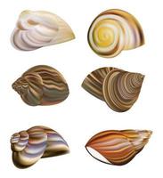 vector de conchas de caracol