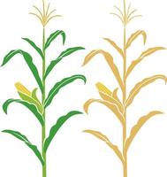 Corn stalk vector illustration