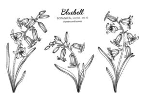 Bluebell flower and leaf hand drawn botanical illustration with line art. vector