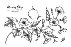 Morning glory flower and leaf hand drawn botanical illustration with line art. vector