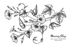 Morning glory flower and leaf hand drawn botanical illustration with line art. vector