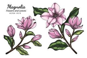 Ilustración de dibujo de flor y hoja de magnolia rosa con arte lineal sobre fondos blancos. vector