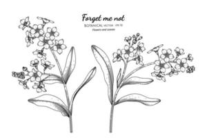 No me olvides, flores y hojas dibujadas a mano ilustración botánica con arte lineal.
