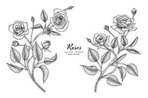 Roses flower and leaf hand drawn botanical illustration with line art.