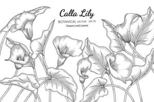 Calla Lily flower and leaf hand drawn botanical illustration with line art on white backgrounds. vector