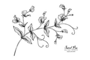 flor de guisantes y hojas dibujadas a mano ilustración botánica con arte lineal. vector