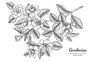 Gardenias flower and leaf hand drawn botanical illustration with line art. vector