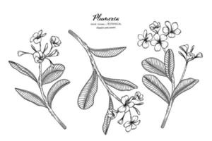 Plumeria flor y hoja dibujadas a mano ilustración botánica con arte lineal. vector