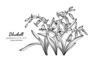 Bluebell flower and leaf hand drawn botanical illustration with line art. vector