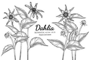 Dahlia flower and leaf hand drawn botanical illustration with line art on white backgrounds.