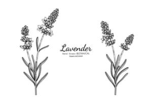 flor de lavanda y hojas dibujadas a mano ilustración botánica con arte lineal. vector