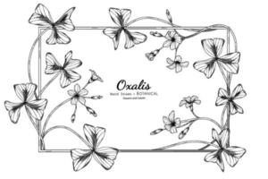 Oxalis flower and leaf hand drawn botanical illustration with line art. vector