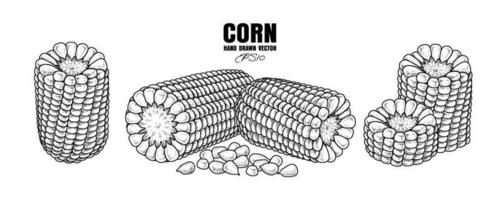 conjunto de ilustración de dibujado a mano de maíz maduro vector