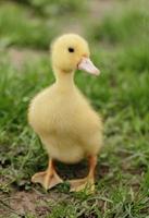Small cute duckling outdoors photo