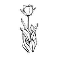 tulipán en un tallo con hojas. una flor de tulipán. ilustración vectorial en el estilo de dibujo. Los elementos de diseño floral están aislados en un fondo blanco. vector