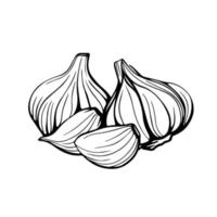 Garlic hand drawn sketch. Garlic head and clove. Strengthening the immune system. Illustration in the Doodle style.