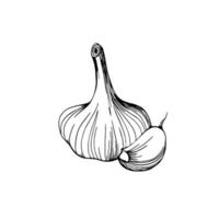 Garlic hand drawn sketch. Garlic head and clove. Strengthening the immune system. Illustration in the Doodle style. vector