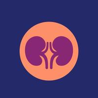 kidneys and nephrology icon, vector