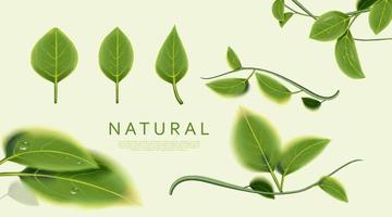 Natural leaves on green background. vector