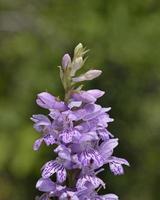 Close-up of purple wild orchid flowers photo