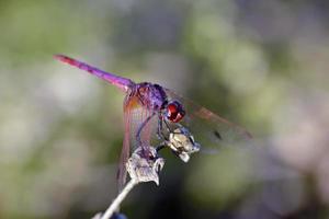 Violet dropwing dragonfly photo