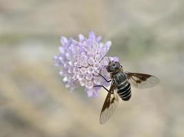 abeja mosca en flor