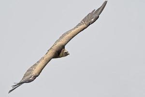 Griffon vulture in the sky