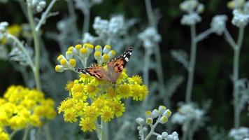 Buttarfly nommé vanessa cardui sur fleurs jaunes video