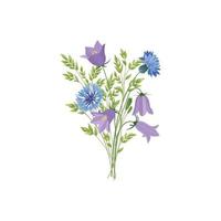 flores aisladas. ramo floral de verano. decoración de la naturaleza del prado con campanillas silvestres y acianos azules vector