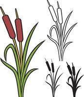 Reeds - bulrush and grass vector