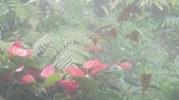 flores tropical folha verde com nevoeiro e chuva