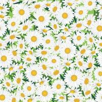 Flower chamomile bouquet seamless floral pattern.  Flourish Blooming meagow white flowers  on light green summer background vector