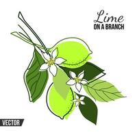 ISOLATED COMPOSITION WITH BRANCHES AND FRUITS OF A LIME TREE ON A WHITE BACKGROUND vector