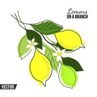 ISOLATED COMPOSITION WITH LEMON TREE BRANCHES AND FRUITS ON A WHITE BACKGROUND vector