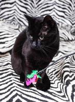 Black cat with feather wand photo