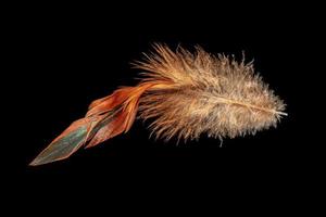 Red feather on a black background photo