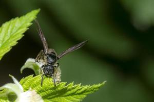 Winged black garden ant photo