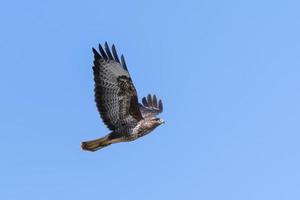Flying buzzard against blue sky