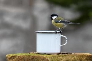 Great tit on a coffee cup