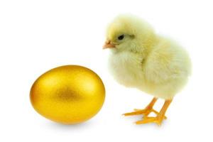 Chick and gold egg on white background photo
