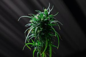 Cannabis plant on black background photo