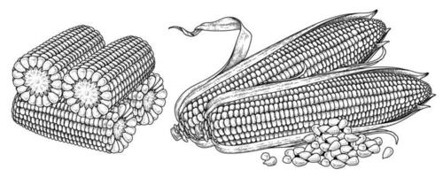 Set of ripe corn hand drawn illustration