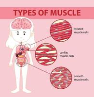 tipos de diagrama de células musculares vector